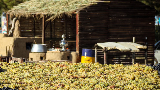  برگزاری هشتمین جشنواره انگور ارومیه در دهکده ساحلی چی چست